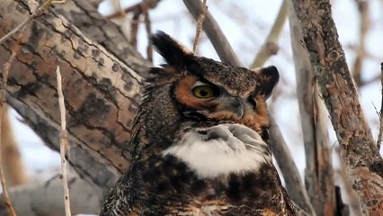 An Owl is calling his girlfriend