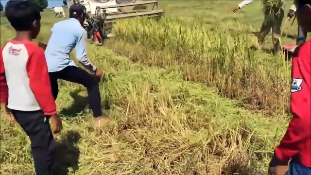Ces fermiers indonésiens découvrent un énorme serpent dans un champs