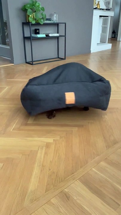 Cocker Spaniel Spins Around Under Flipped Dog Bed