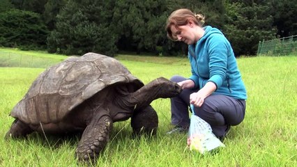 La tortuga Jonathan, decano de los animales terrestres, cumple unos 190 años