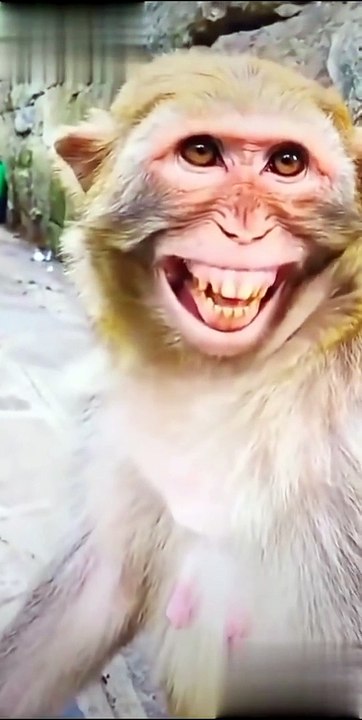 monkey_video_#shorts_#trending_
