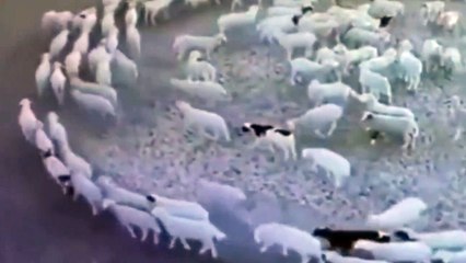 In China, a flock of sheep has been walking in a circle for 2 weeks, following each other