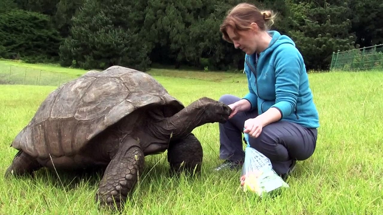 Riesenschildkröte feiert 190. Geburtstag
