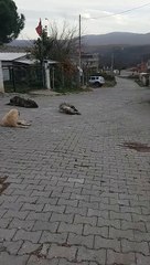 Our dogs really like to sit in the middle of the road, luckily cars rarely pass in our village