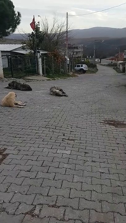 Our dogs really like to sit in the middle of the road, luckily cars rarely pass in our village