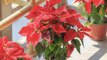 18 Christmas Flowers and Plants Perfect for Decorating and Gifting