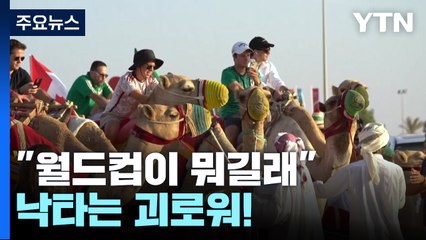 "월드컵이 뭐길래"...'노동량 50배' 낙타는 괴로워! / YTN