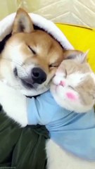 Dog and Cat Caring #Cat #Dog #Funny Animal #Funny Video