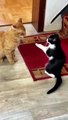 Two Cat Fight #Cat #Dog #Funny Animal #Funny Video