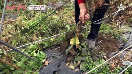 남편은 공부, 아내는 일! 또다시 시작된 어머니의 독수공방