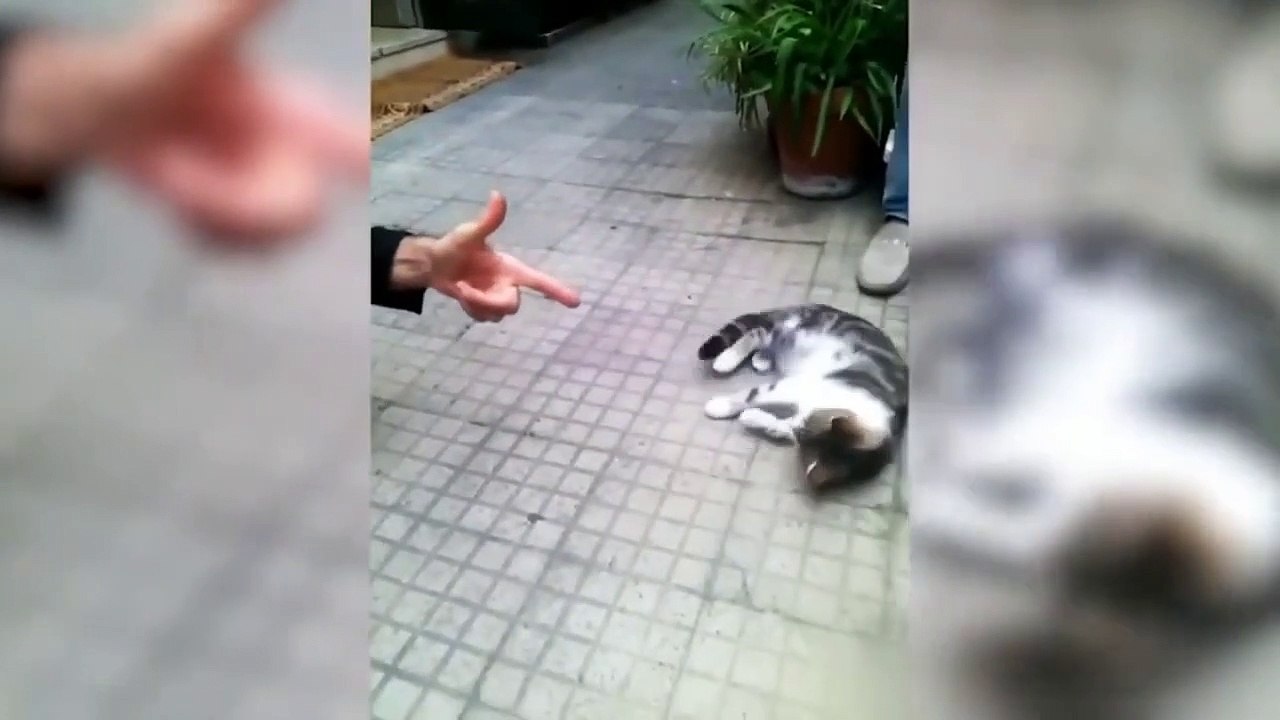 funny animals__funny cats__
