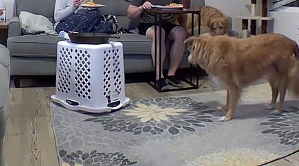 Cat Refuses to Be Contained