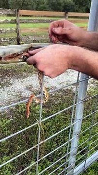 Rescuing a Snake Stuck in a Fence
