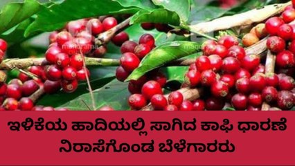 ಕೊಡಗು: ಕಾಫಿ ಧಾರಣೆ ಇಳಿಕೆ &#039;ಬರೆ&#039;: ಬೆಳೆಗಾರರಿಗೆ ಆಘಾತ..!