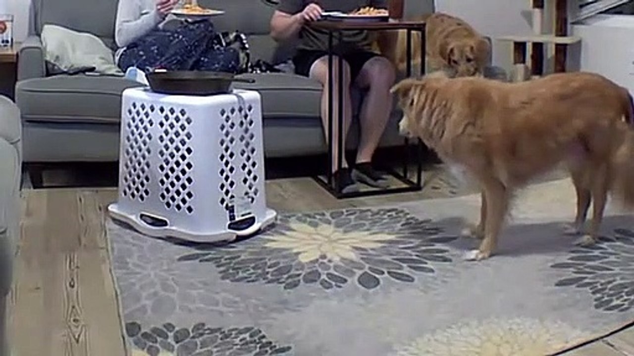 Cat Refuses to Be Contained