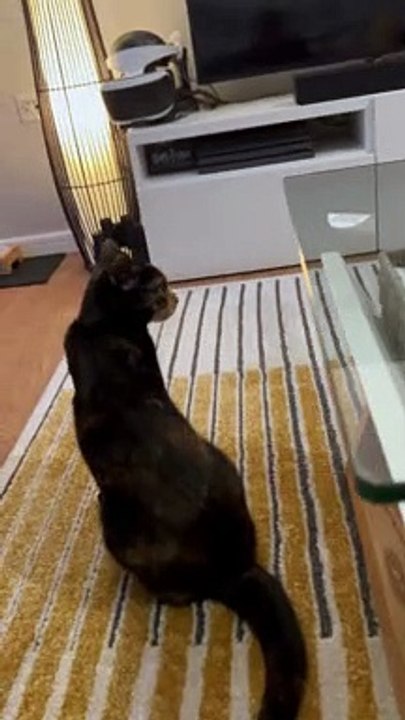 Roomba Stops for No One