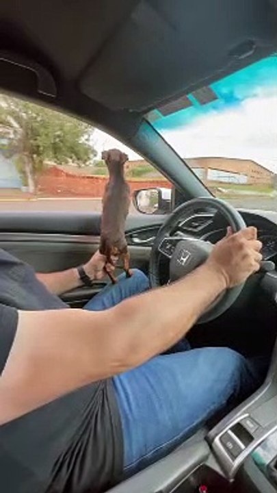 This Miniature Pinscher Really Doesn't Like Mot...