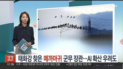 태화강 찾은 떼까마귀 군무 장관…AI 확산 우려도