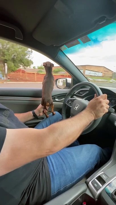 This Miniature Pinscher Really Doesn't Like Mot...