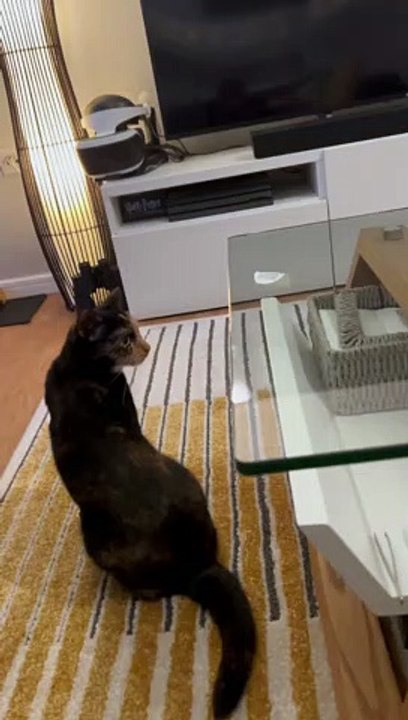 Roomba Stops for No One