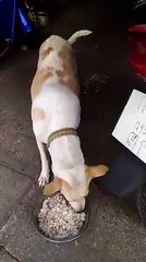 Setiap Hari, Anjing Liar Ini Membawa ‘Bingkisan’ untuk Ditukarkan dengan Makanan