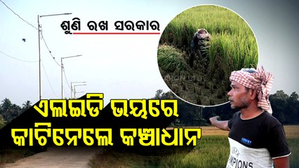 Special Story | Distress farmers cut unripe paddy in Jaleswar