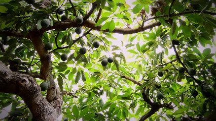 La maldición del aguacate | Especiales Milenio