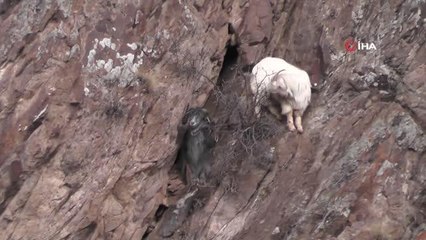 Erzurum'da keçi kurtarma operasyonu