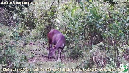 Nai vào dạo chơi trong trạm kiểm lâm VQG. Cát tiên. Wild dear come to visit forest ranger station.