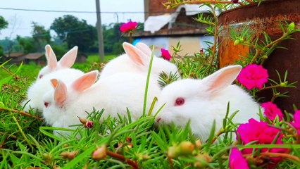 Little Rabbits