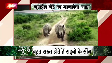 Jungle News : जंगल घुमने आए सैलानी पर तेंदुए का 'किलर अटैक' | Leopard Attack |