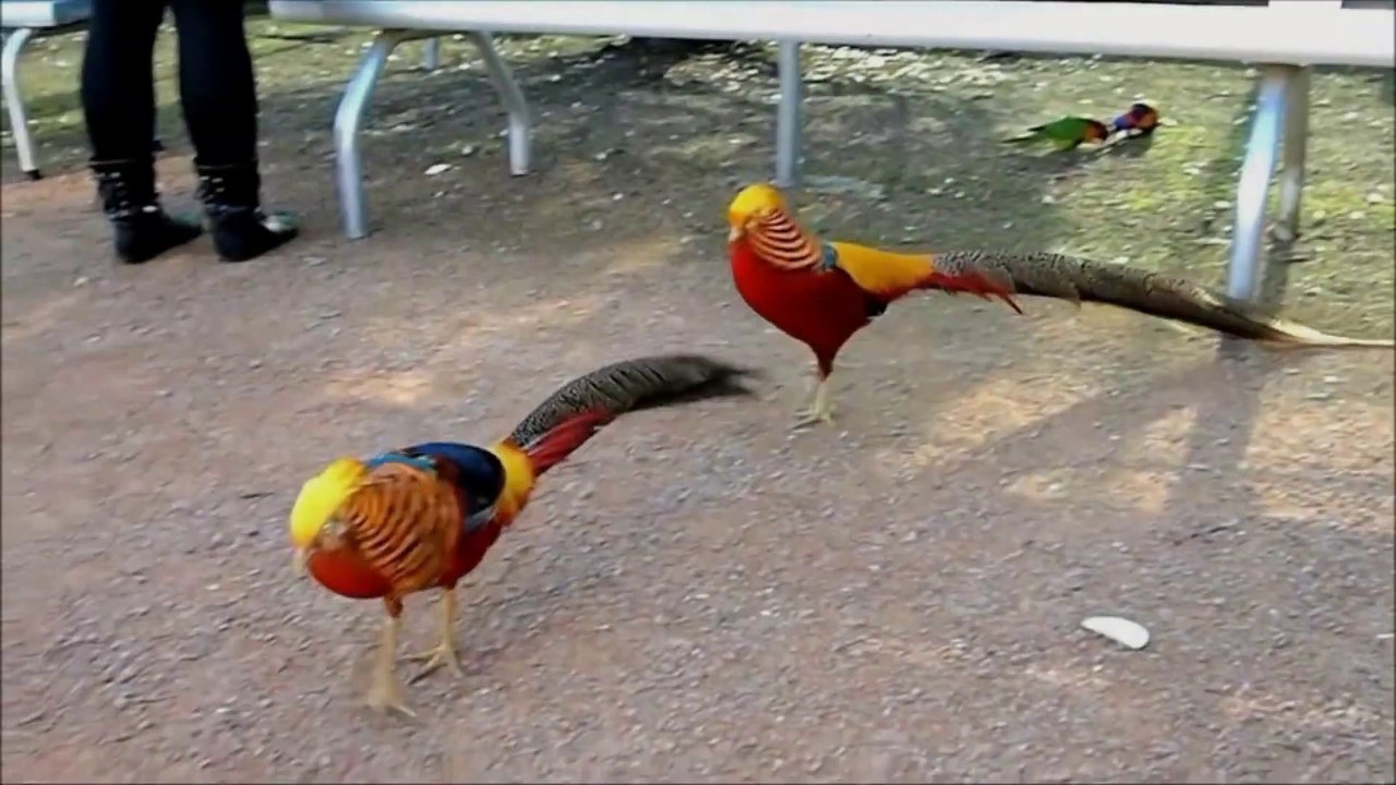#01.  Golden Pheasants and Wading Birds