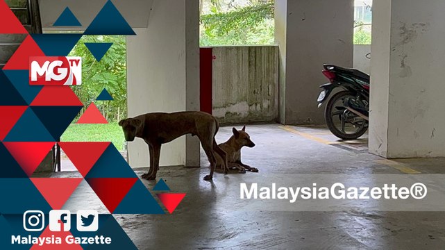 MGNews : Anjing Liar Cemarkan Kawasan Perumahan Bayu Nyaman