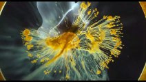 Voyage of Time : Au fil de la vie Bande-annonce (RU)