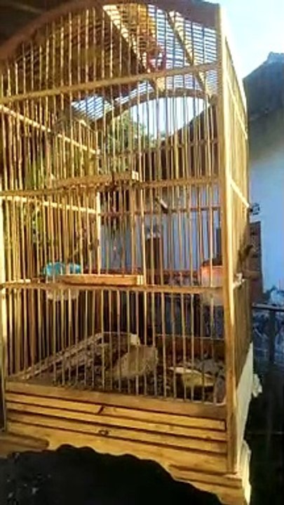 Finches activity