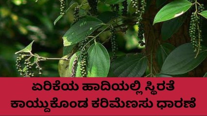 ಕೊಡಗು: &#039;ಸಂಬಾರ ರಾಣಿ&#039; ಯ ಧಾರಣೆಯಲ್ಲಿ ಏರಿಕೆ..ಹೇಗಿದೆ ಗೊತ್ತಾ ರೇಟ್..?