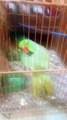 Talking and dancing parrot