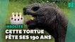 La plus vieille tortue du monde fête ses (au moins) 190 ans