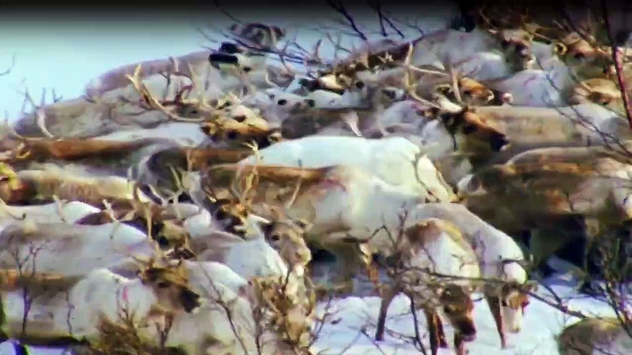 Wilde Arktis Staffel 1 Folge 3 HD Deutsch