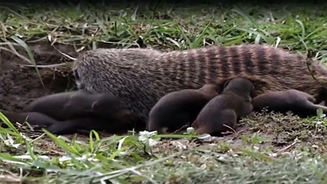 Wilde Tierbabys Staffel 1 Folge 1 HD Deutsch