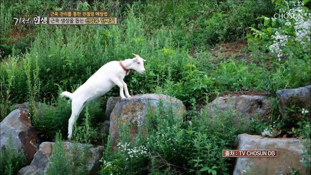 지방을 에너지로 바꿔 체지방 축적을 막아주는 효자템❣ TV CHOSUN 202211203 방송