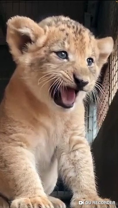 Baby_Lion_Cute_Roaring_and_Walking!