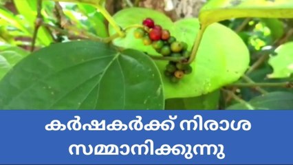 കറുത്ത പൊന്ന് ഇത്തവണയും കർഷകർക്ക് കണ്ണീർ സമ്മാനിക്കുമോ?
