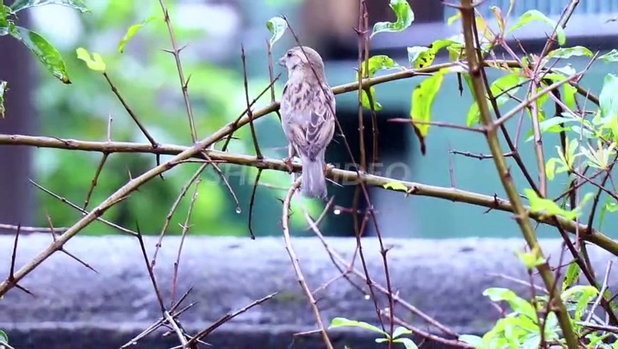 Masteran Belalang Raja VS Gereja Tarung Gacor Ngerol Tembakan Rapat Kasar Jernih Jeda Suara Air