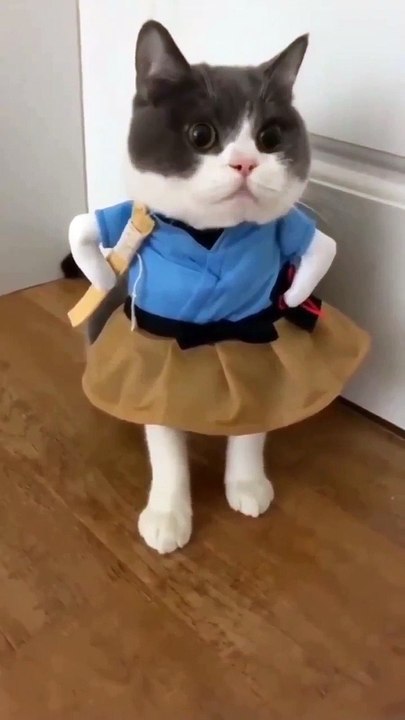 Kawaii cat, you will fall in love with him