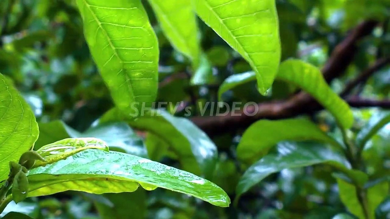 Masteran Tengkek Buto Speed Rapat Lambat Kasar vs Belalang Raja Jeda Suara Air Jernih Durasi Panjang