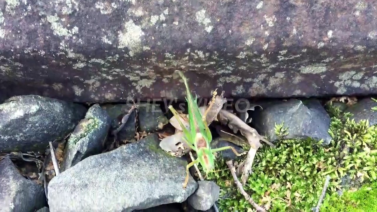 Masteran Belalang Raja VS Kapas Tembak Gacor Ngerol Tajam Keras Rapat Kasar Jernih Jeda Suara Air