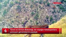 Nesli koruma altındaki 'vaşak' fotokapanlara böyle yansıdı