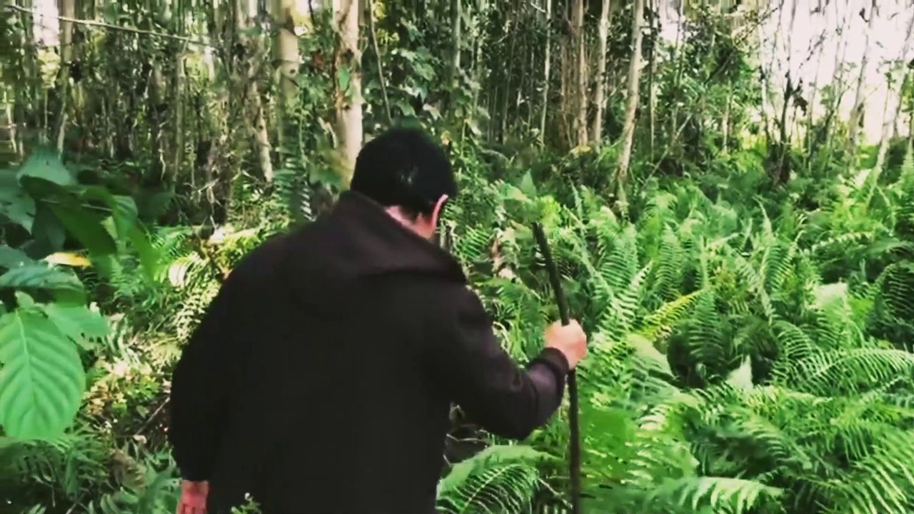 Hutan