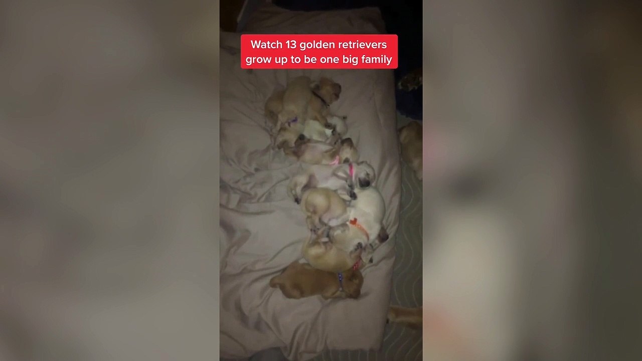 Dog owner lives with 13 golden retrievers after keeping whole litter of puppies